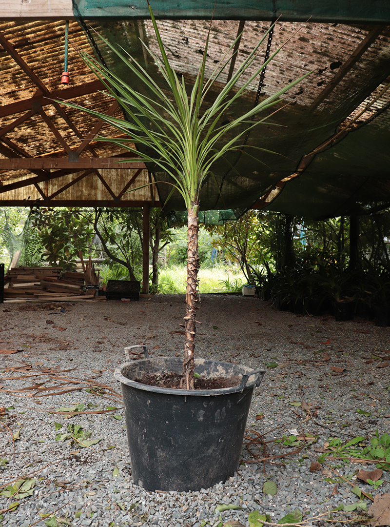 Cordyline banksii – Matakana Gardener